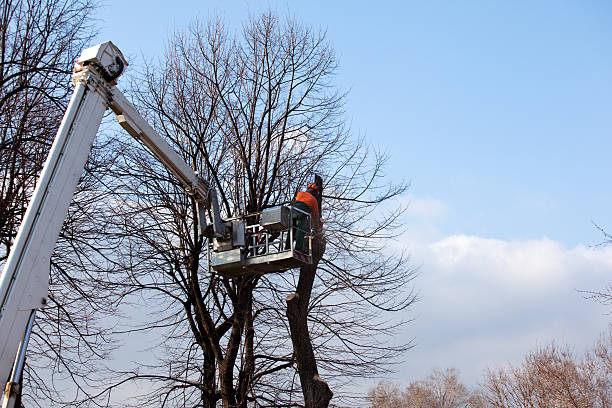 How Our Tree Care Process Works  in  Gillette, WY